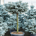 Picea Pungens Glauca Globosa 1/2 T.