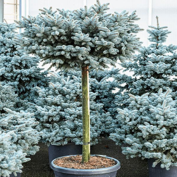 Picea Pungens Glauca Globosa 1/2 T.