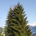 Picea Abies