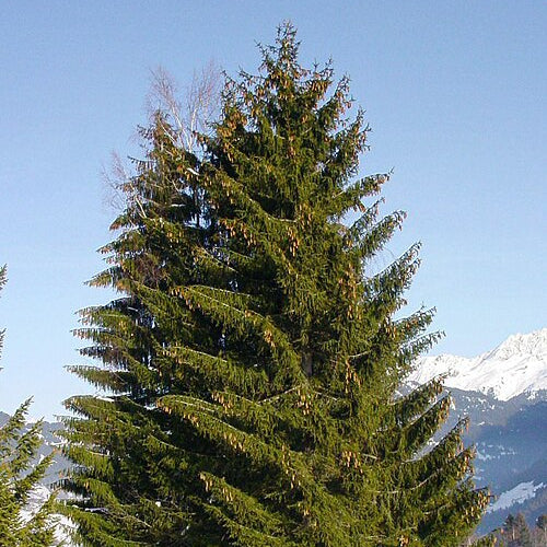 Picea Abies