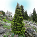 Picea abies 'Will's Zwerg'