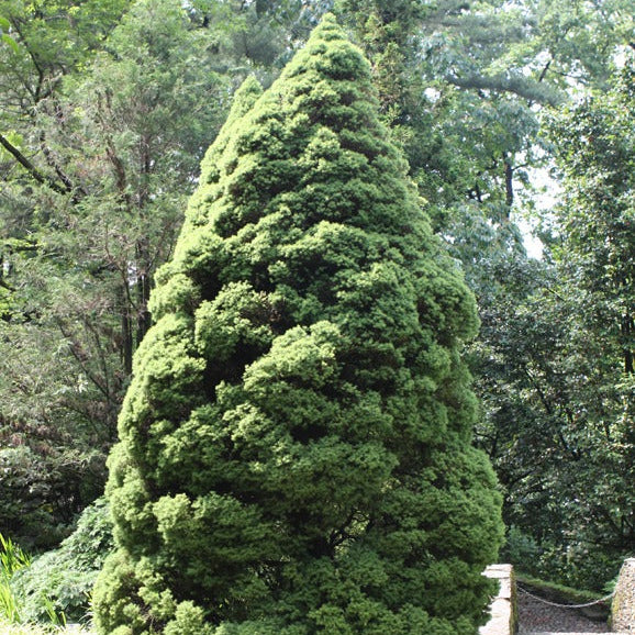 Picea Glauca Ellwangeriana Conica