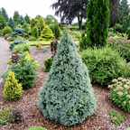 Picea glauca 'Sanders Blue'