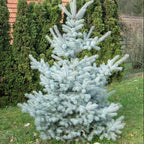 Picea pungens 'Edith'