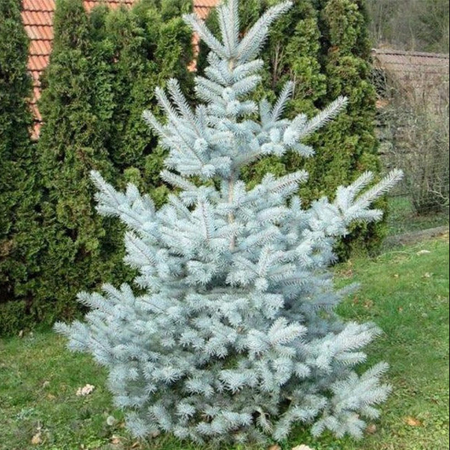Picea pungens 'Edith'