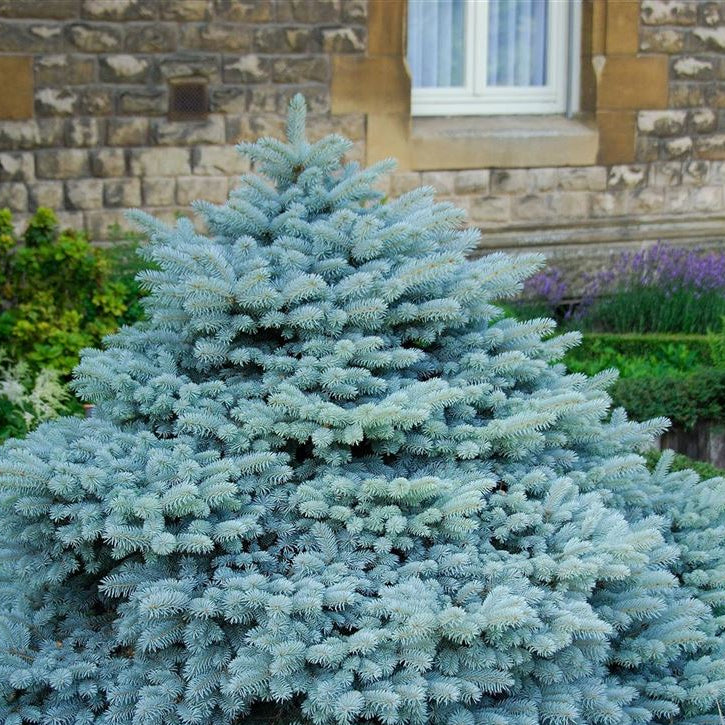 Picea pungens 'Glauca Globosa'