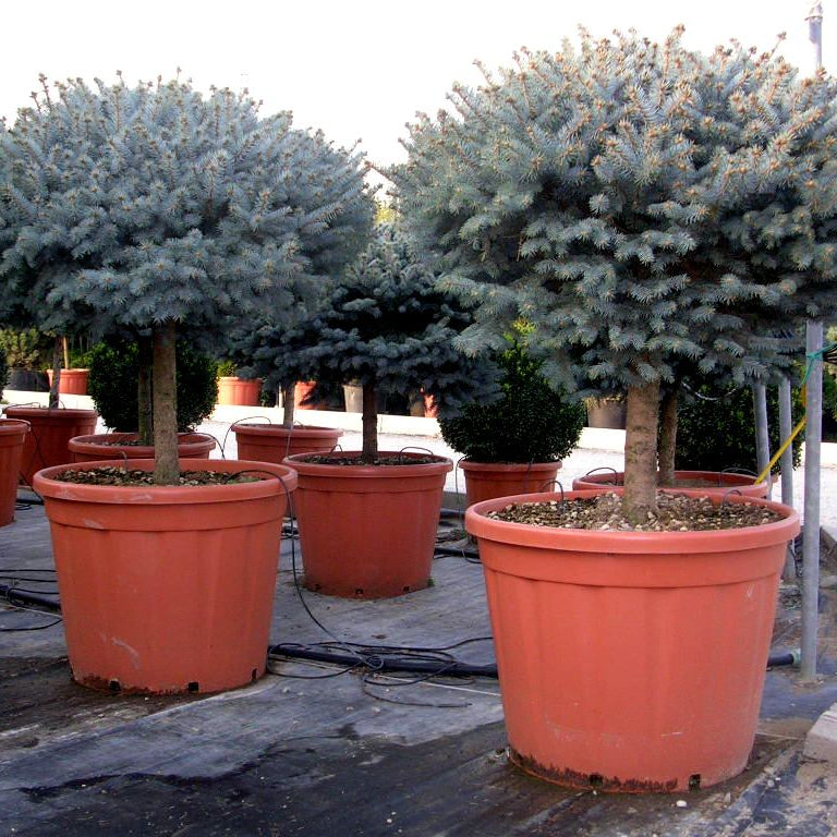 Picea pungens 'Glauca Globosa'