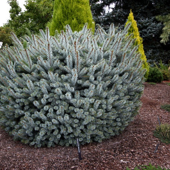 Picea sitchensis 'Silberzwerg'