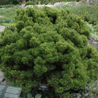 Pinus mugo 'Sherwood Compact'