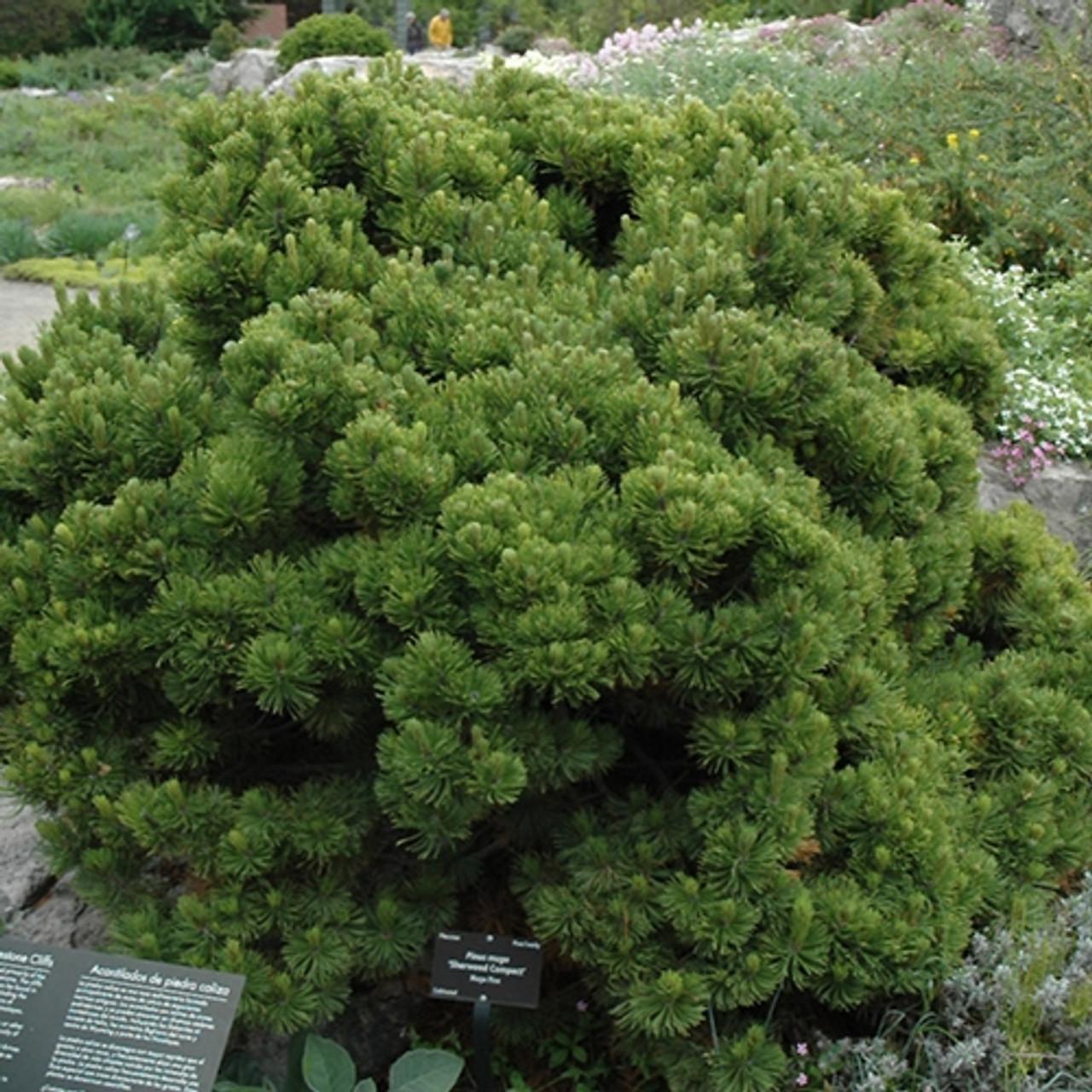 Pinus mugo 'Sherwood Compact'
