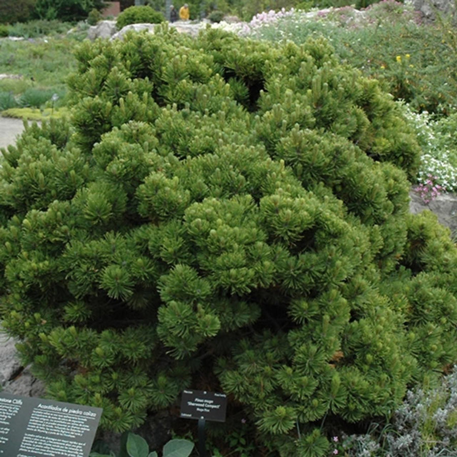 Pinus mugo 'Sherwood Compact'