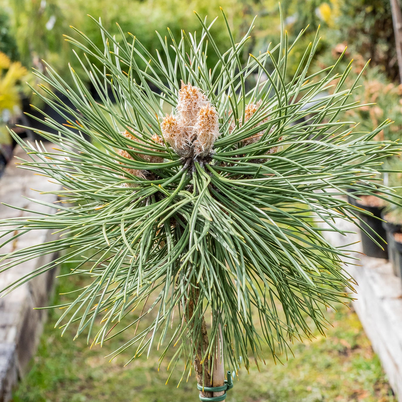 Pinus nigra 'Keightly Broom'