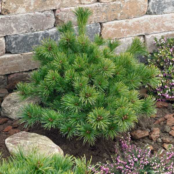 Pinus parviflora 'Ara-Kawa'
