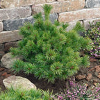 Pinus parviflora 'Ara-Kawa'