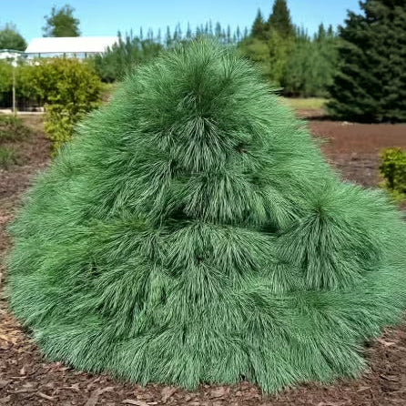 Pinus schwerinii 'Wiethorst'