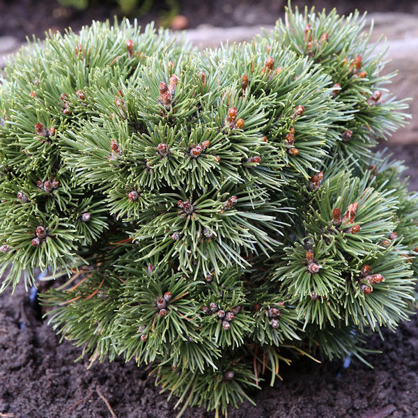 Pinus uncinata 'Heideperle'