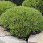 Pinus Nigra Bregeon