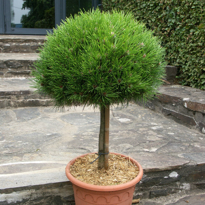 Pinus Nigra Bregeon 1/2 Tija