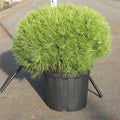Pinus Nigra Bregeon