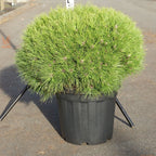 Pinus Nigra Bregeon