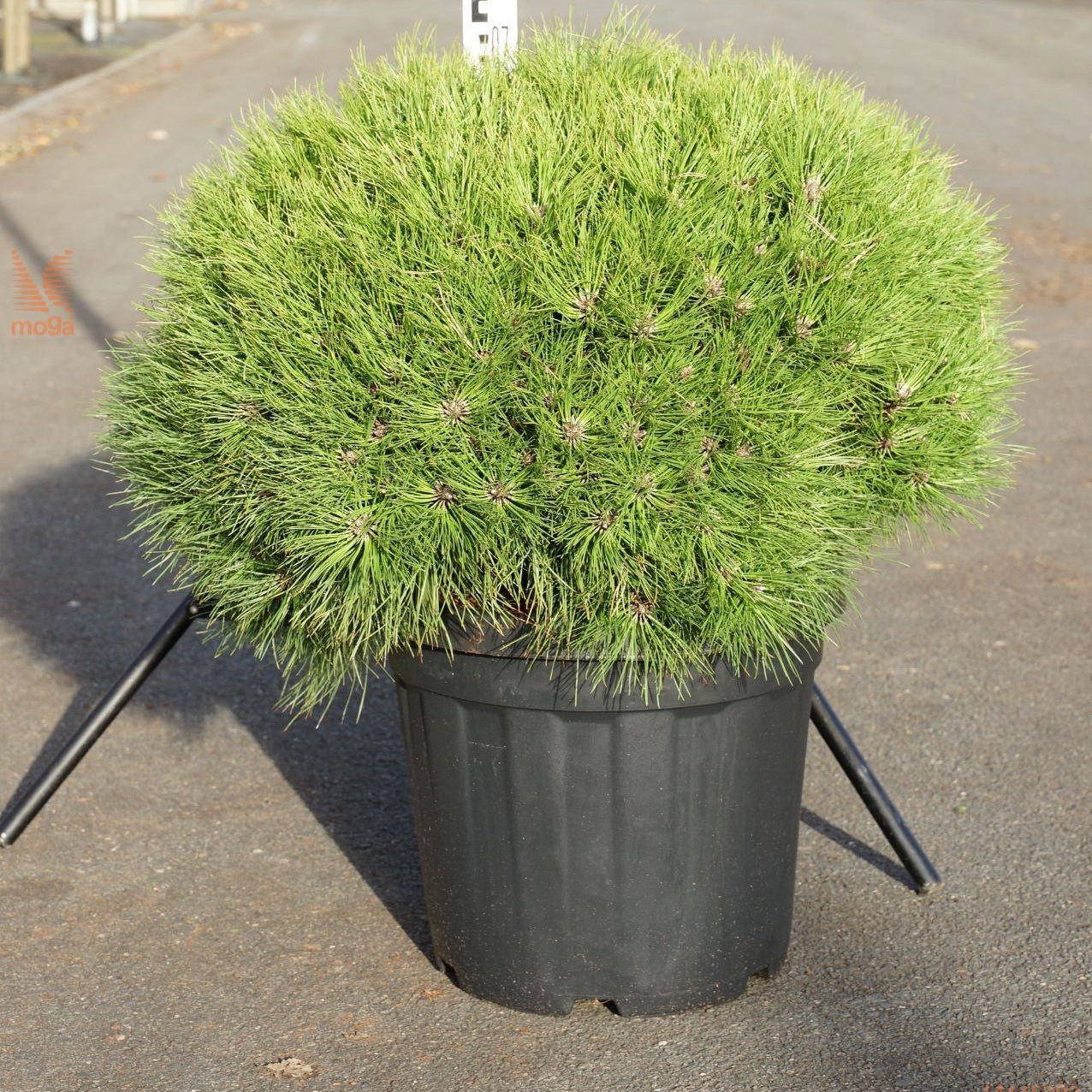 Pinus Nigra Bregeon