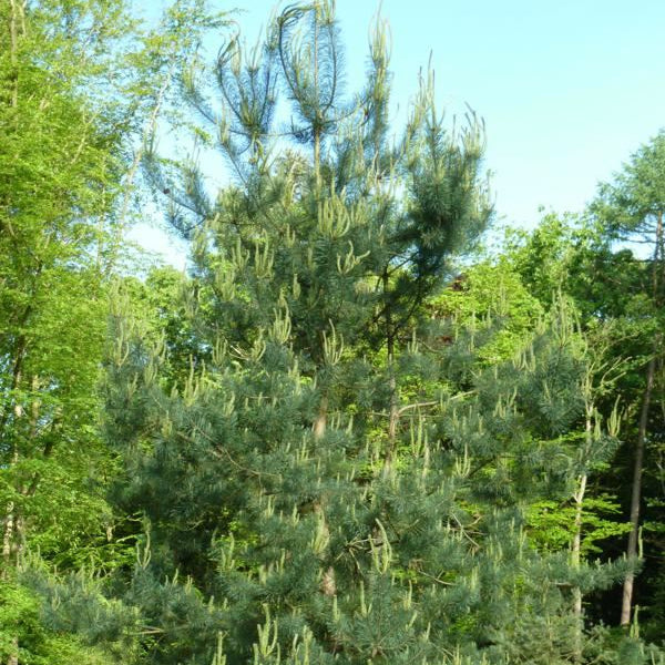 Pinus Sylvestris