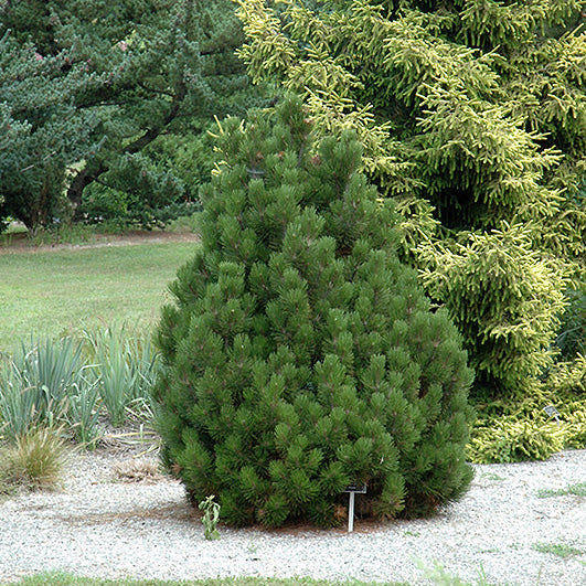 Pinus leucodermis 'Zwerg Schneverdingen'