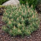 Pinus mugo 'Krauskopf'
