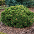 Pinus mugo 'March'