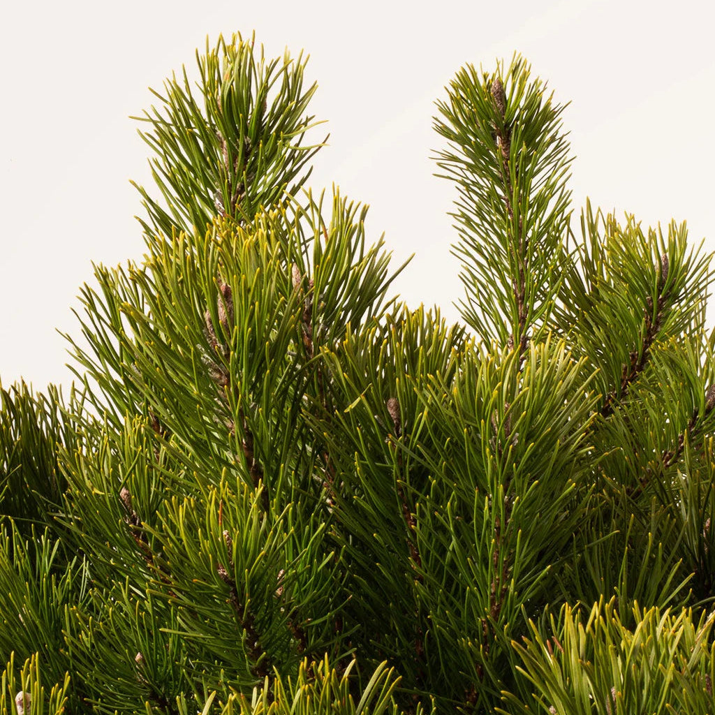 Pinus Mugo Mughus
