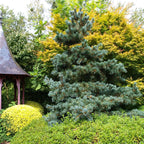 Pinus parviflora 'Glauca'