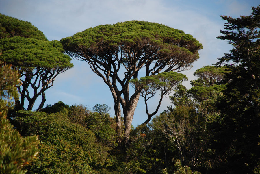 Pinus pinea