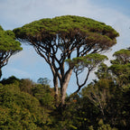 Pinus pinea
