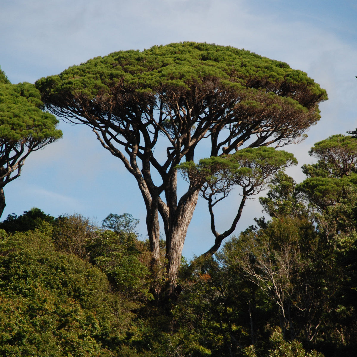 Pinus pinea
