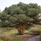 Pinus sylvestris 'Chantry Blue'