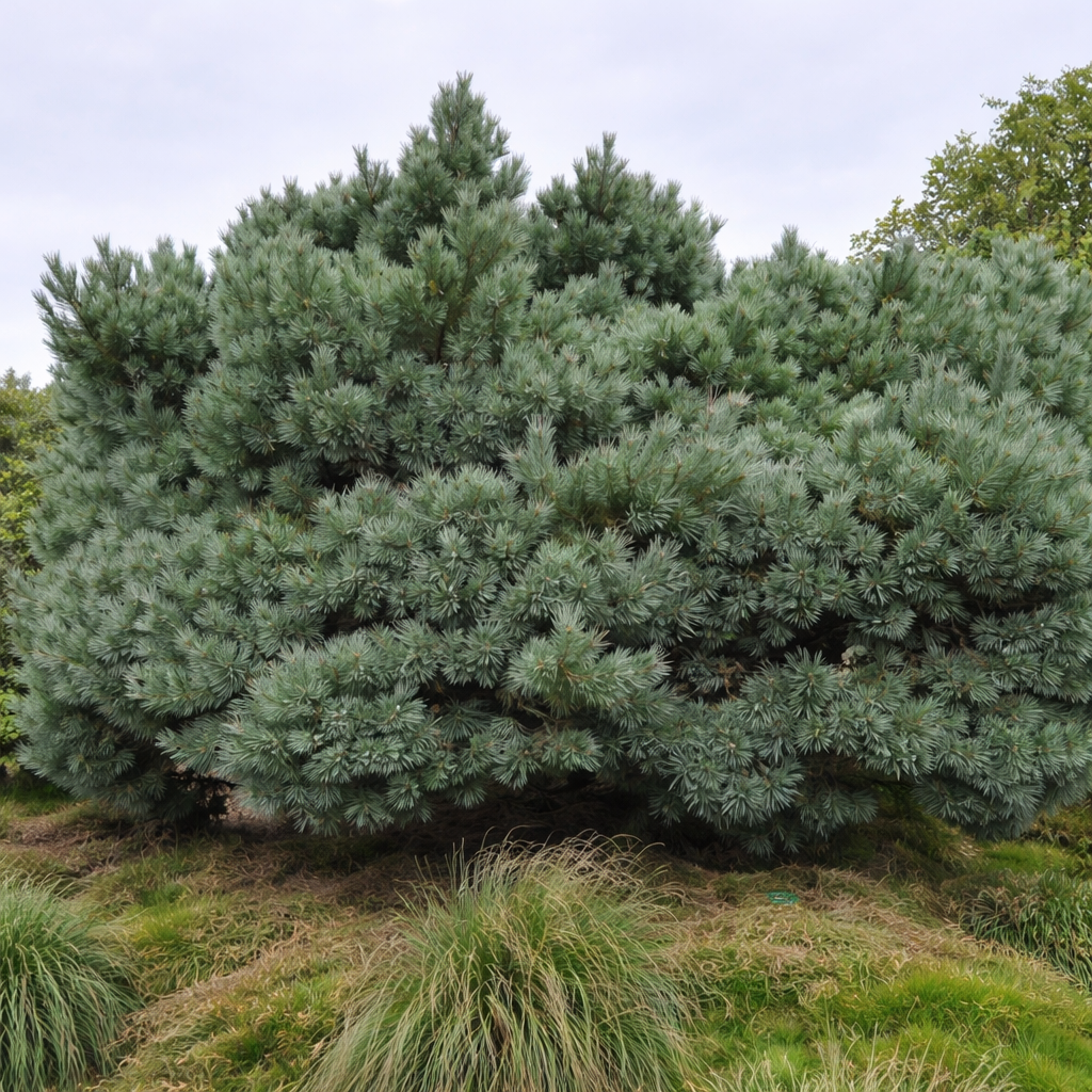 Pinus sylvestris 'Martham'