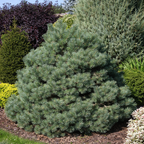 Pinus sylvestris 'Sandringham'