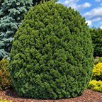 Pinus uncinata 'La Cabana'