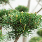 Pinus banksiana 'Velda'