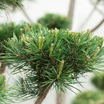 Pinus banksiana 'Velda'