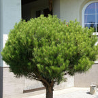 Pinus densiflora 'Alice Verkade'