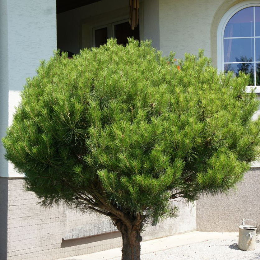 Pinus densiflora 'Alice Verkade'