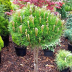 Pinus densiflora 'Low Glow'