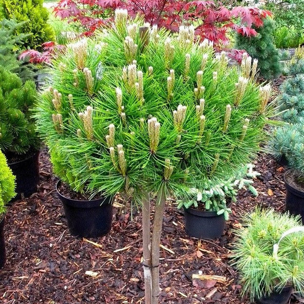 Pinus densiflora 'Low Glow'
