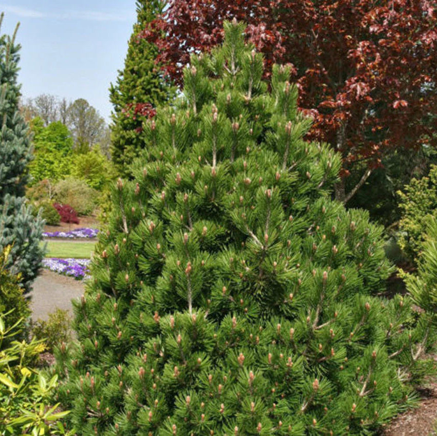 Pinus leucodermis 'Irish Bell'