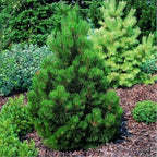 Pinus leucodermis 'Malinki'