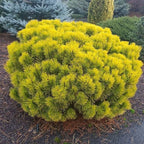 Pinus mugo 'Carsten's Wintergold'