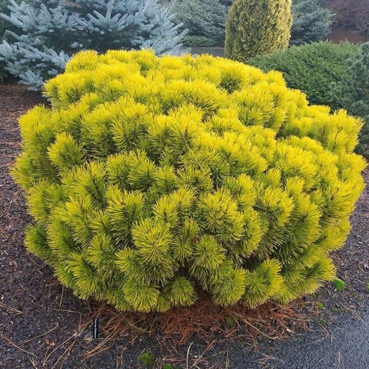 Pinus mugo 'Carsten's Wintergold'