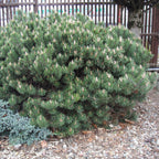 Pinus mugo 'Gnom Findling'