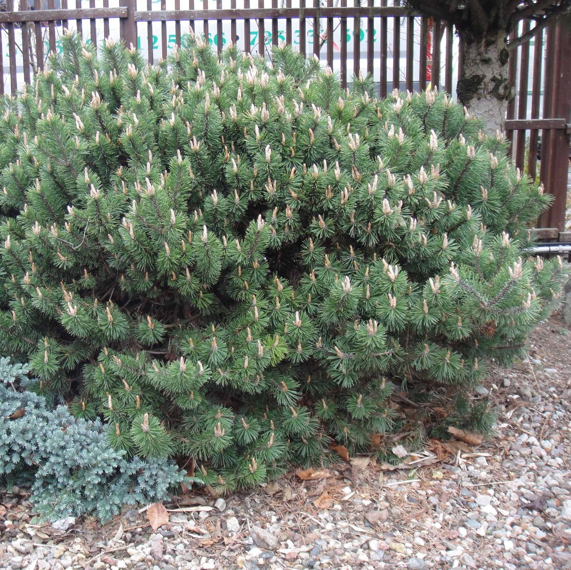 Pinus mugo 'Gnom Findling'